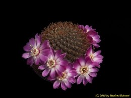 Sulcorebutia callichroma v. longispina HS78a 2038